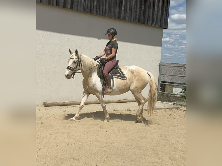 Koń andaluzyjski Klacz 6 lat 155 cm Srokata in Daleiden