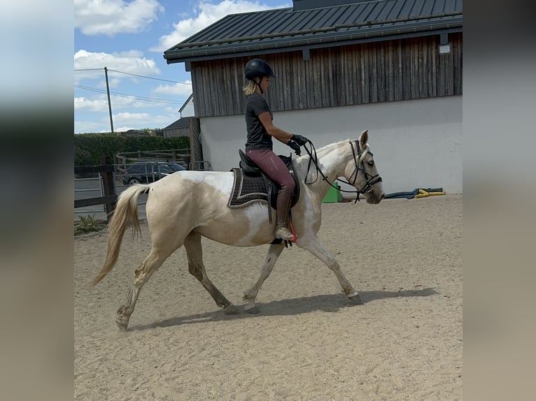 Koń andaluzyjski Klacz 6 lat 155 cm Srokata in Daleiden