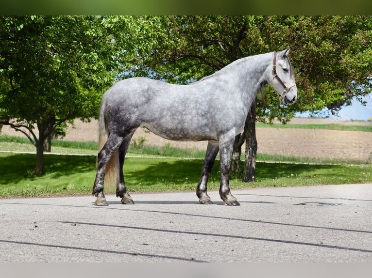 Koń andaluzyjski Mix Klacz 6 lat 157 cm Siwa in Chatfield