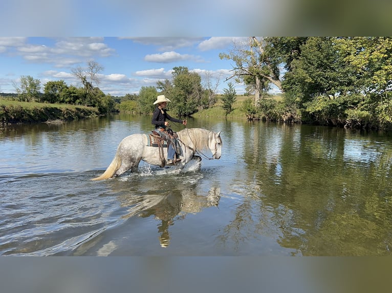 Koń andaluzyjski Mix Klacz 6 lat 157 cm Siwa in Chatfield