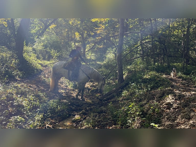 Koń andaluzyjski Mix Klacz 6 lat 157 cm Siwa in Chatfield