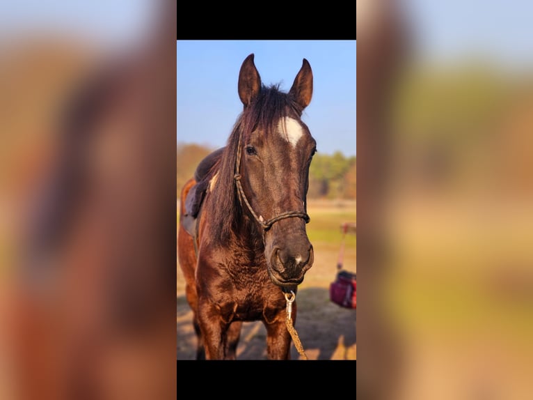 Koń andaluzyjski Klacz 6 lat 158 cm Kara in Ludwigsfelde