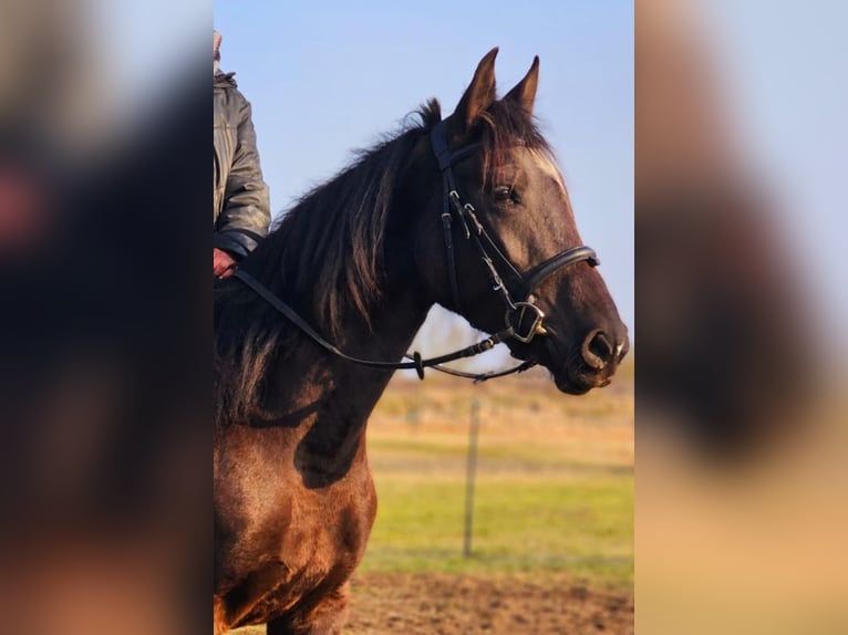 Koń andaluzyjski Klacz 6 lat 158 cm Kara in Ludwigsfelde