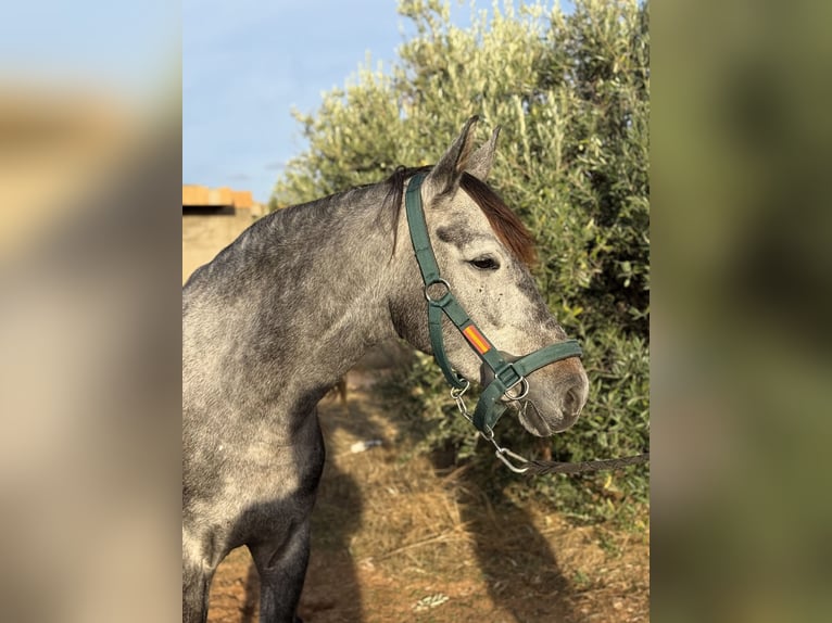 Koń andaluzyjski Mix Klacz 6 lat 158 cm Siwa in Sevilla