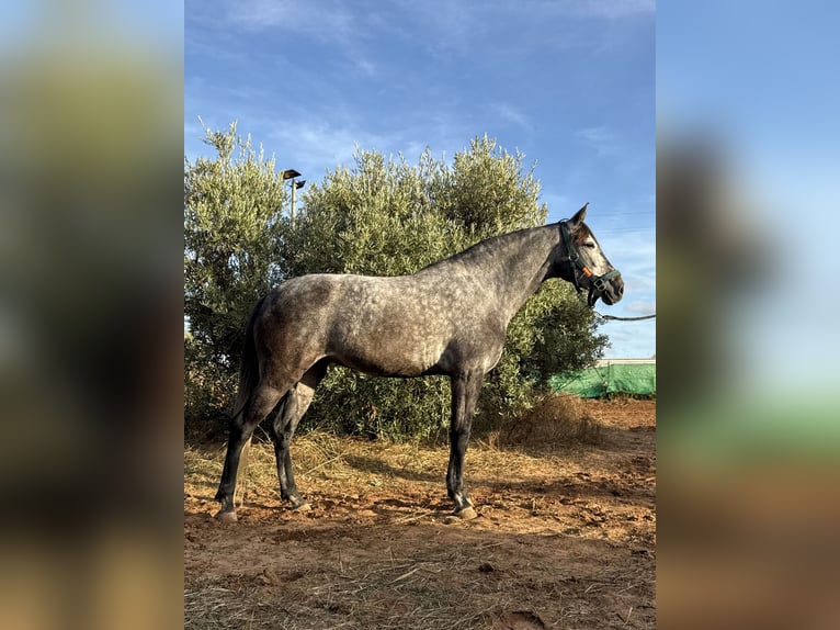 Koń andaluzyjski Mix Klacz 6 lat 158 cm Siwa in Sevilla