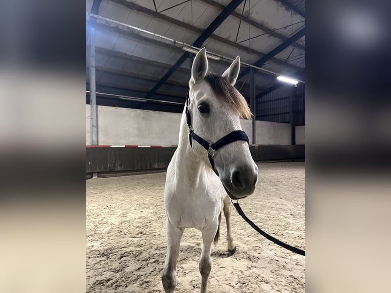 Koń andaluzyjski Klacz 6 lat 161 cm Siwa in Druten