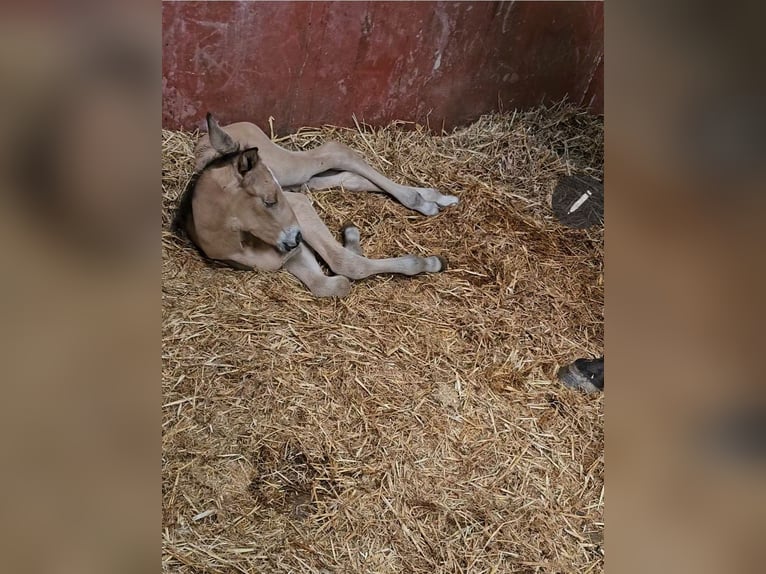 Koń andaluzyjski Klacz 6 lat 162 cm Gniada in Vejer de la Frontera