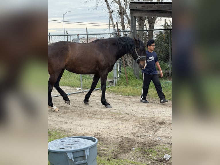 Koń andaluzyjski Klacz 6 lat 163 cm Ciemnokasztanowata in Manteca