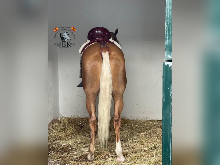 Koń andaluzyjski Klacz 6 lat 164 cm Izabelowata in Tabernas Almeria