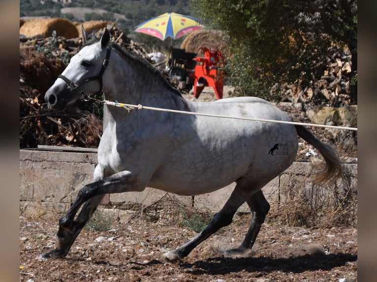 Koń andaluzyjski Klacz 6 lat 164 cm Siwa in Mallorca