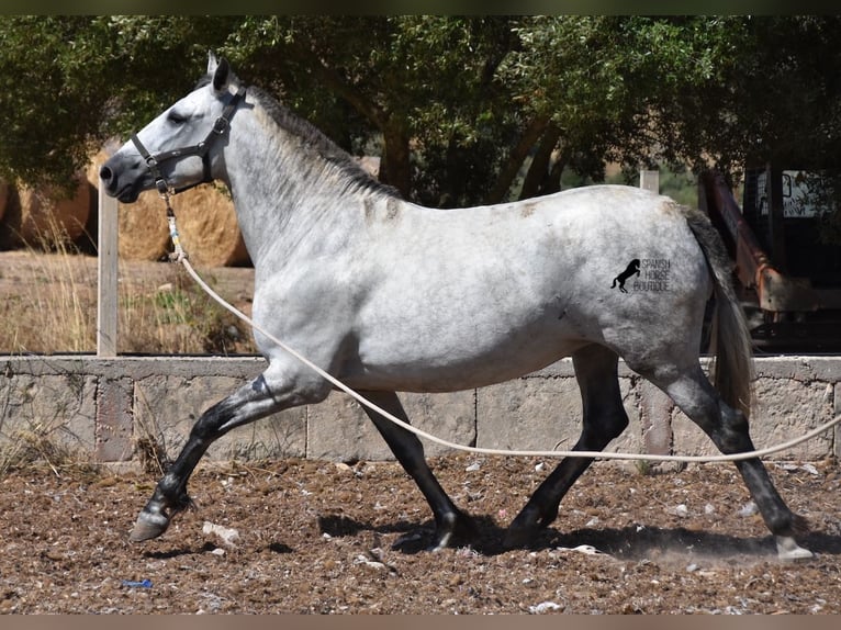 Koń andaluzyjski Klacz 6 lat 164 cm Siwa in Mallorca
