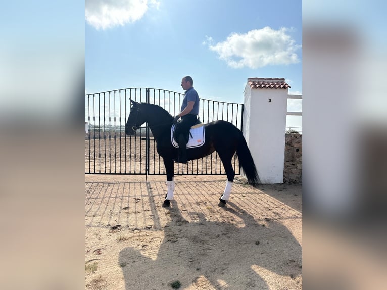Koń andaluzyjski Klacz 6 lat 165 cm Ciemnogniada in Cordoba