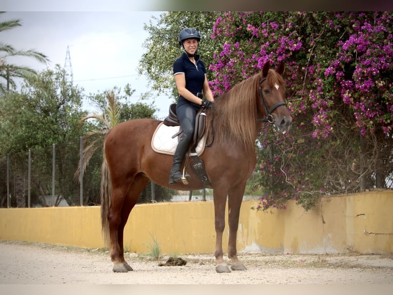 Koń andaluzyjski Klacz 6 lat 168 cm Kasztanowata in Valencia