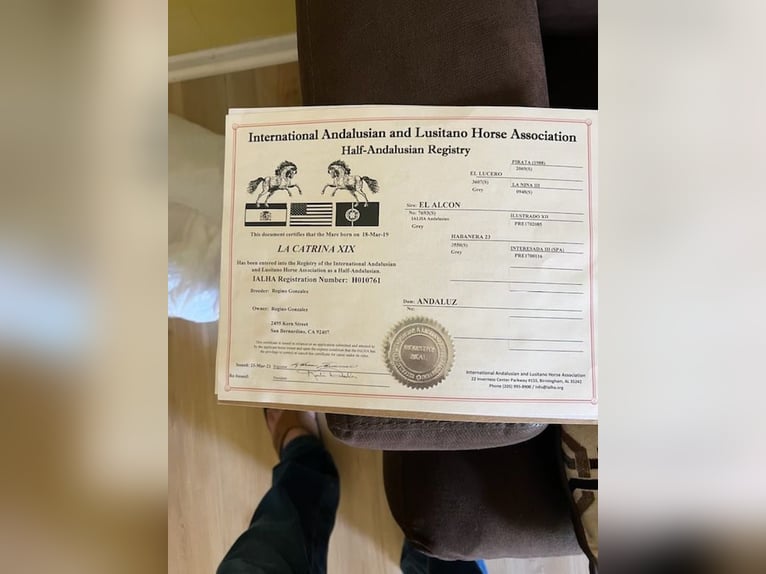 Koń andaluzyjski Klacz 6 lat Biała in Lake Forest