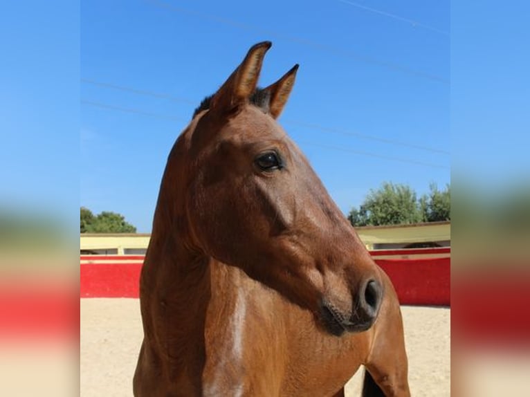 Koń andaluzyjski Klacz 6 lat Gniada in Badajoz