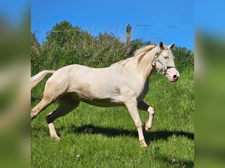 Koń andaluzyjski Klacz 7 lat 147 cm Cremello in Haltern am See