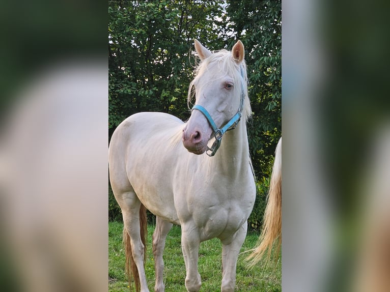 Koń andaluzyjski Klacz 7 lat 147 cm Cremello in Haltern am See