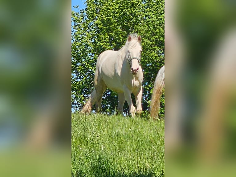 Koń andaluzyjski Klacz 7 lat 147 cm Cremello in Haltern am See