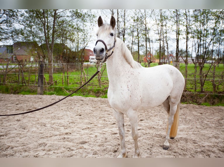 Koń andaluzyjski Klacz 7 lat 155 cm Siwa in Leezdorf