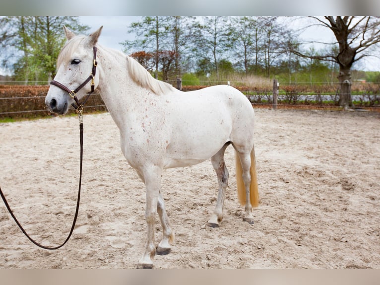 Koń andaluzyjski Klacz 7 lat 155 cm Siwa in Leezdorf