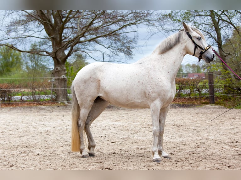 Koń andaluzyjski Klacz 7 lat 155 cm Siwa in Leezdorf