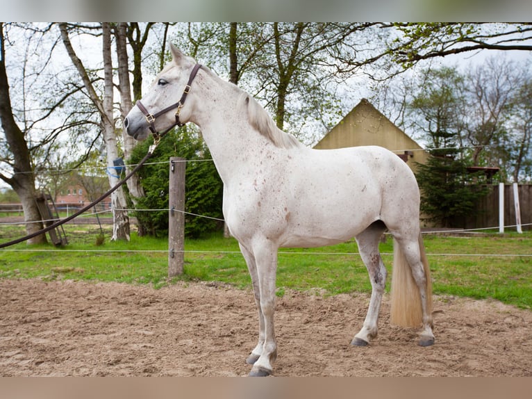 Koń andaluzyjski Klacz 7 lat 155 cm Siwa in Leezdorf
