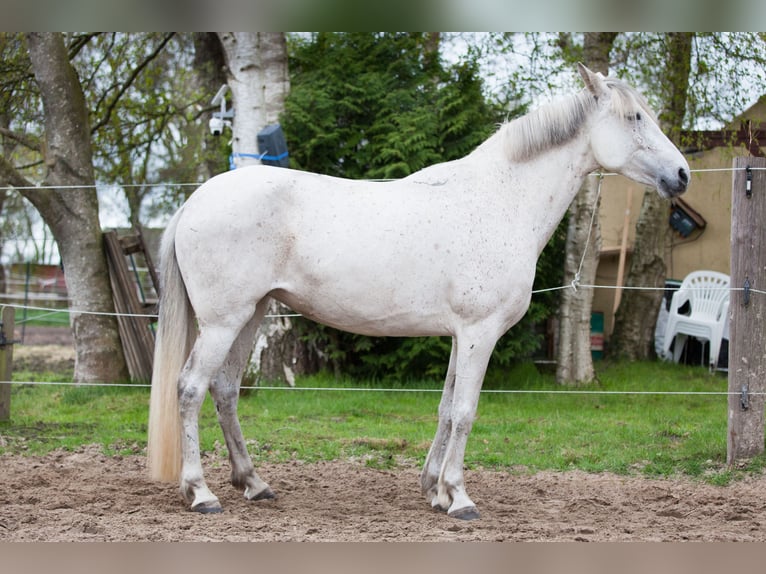Koń andaluzyjski Klacz 7 lat 155 cm Siwa in Leezdorf