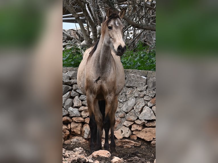 Koń andaluzyjski Klacz 7 lat 156 cm Bułana in Mallorca