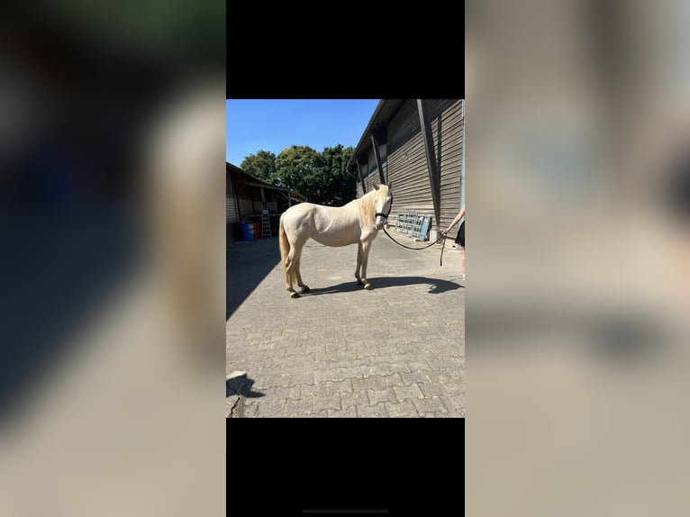 Koń andaluzyjski Klacz 7 lat 156 cm Cremello in Bergheim