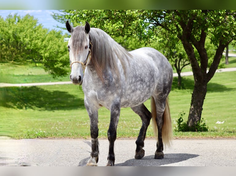 Koń andaluzyjski Mix Klacz 7 lat 157 cm Siwa in Chatfield