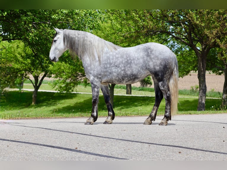 Koń andaluzyjski Mix Klacz 7 lat 157 cm Siwa in Chatfield
