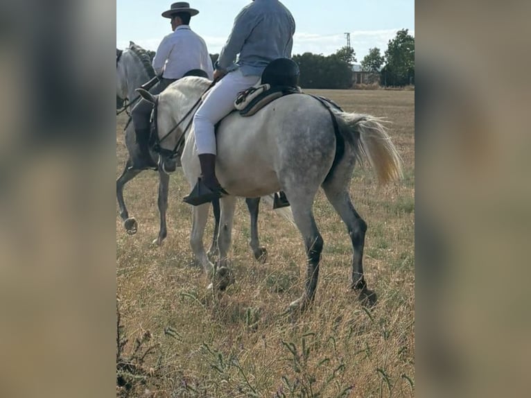 Koń andaluzyjski Mix Klacz 7 lat 157 cm Siwa in Lucena