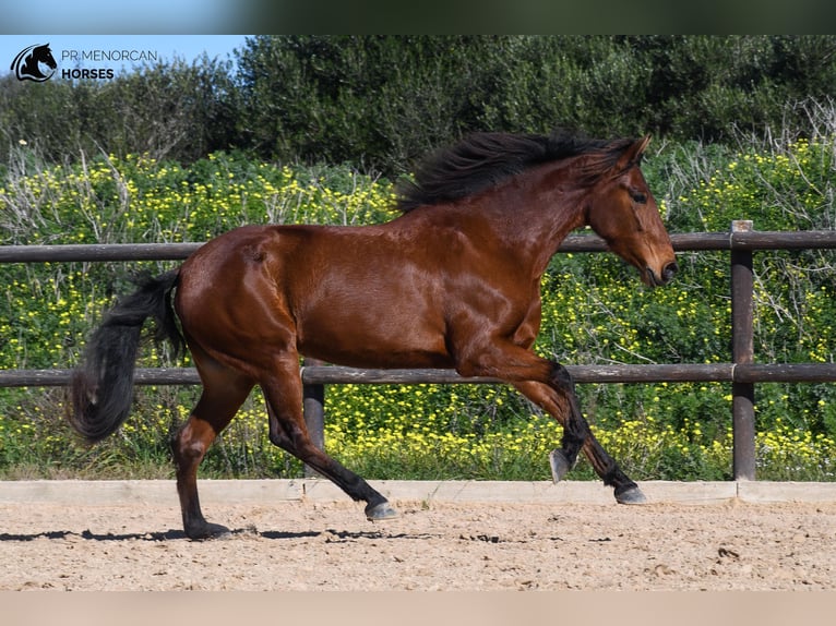 Koń andaluzyjski Klacz 7 lat 158 cm Gniada in Menorca