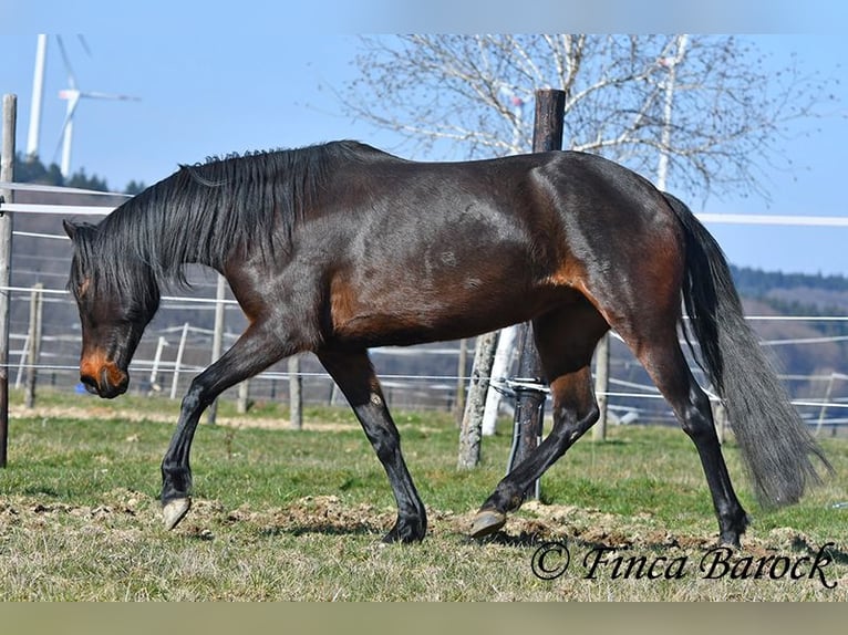 Koń andaluzyjski Klacz 7 lat 159 cm Skarogniada in Wiebelsheim