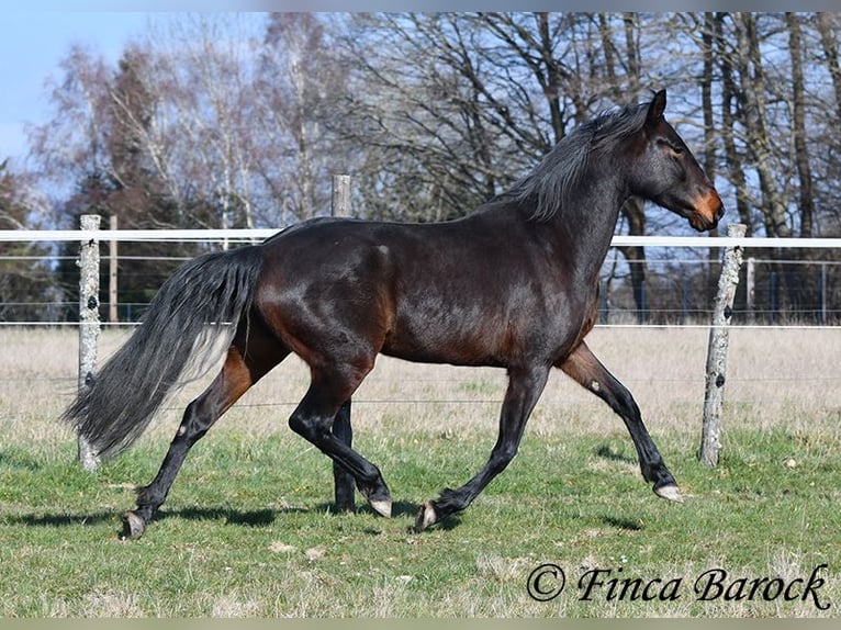 Koń andaluzyjski Klacz 7 lat 159 cm Skarogniada in Wiebelsheim