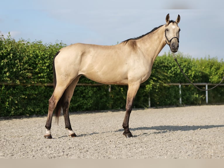 Koń andaluzyjski Klacz 7 lat 165 cm Bułana in Neustadt (Wied)