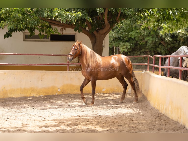 Koń andaluzyjski Klacz 7 lat 167 cm Kasztanowata in Rafelguaraf