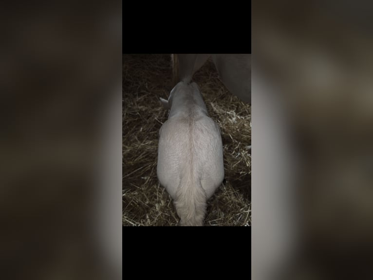 Koń andaluzyjski Klacz 8 lat 150 cm Cremello in Haltern am See