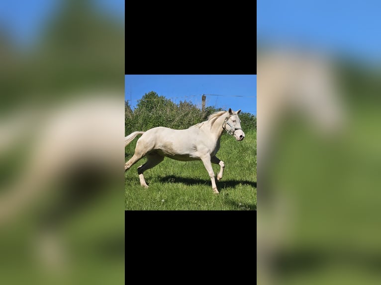 Koń andaluzyjski Klacz 8 lat 150 cm Cremello in Haltern am See