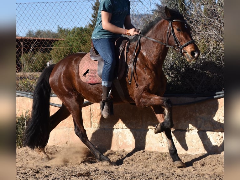 Koń andaluzyjski Klacz 8 lat 151 cm Gniada in Mallorca