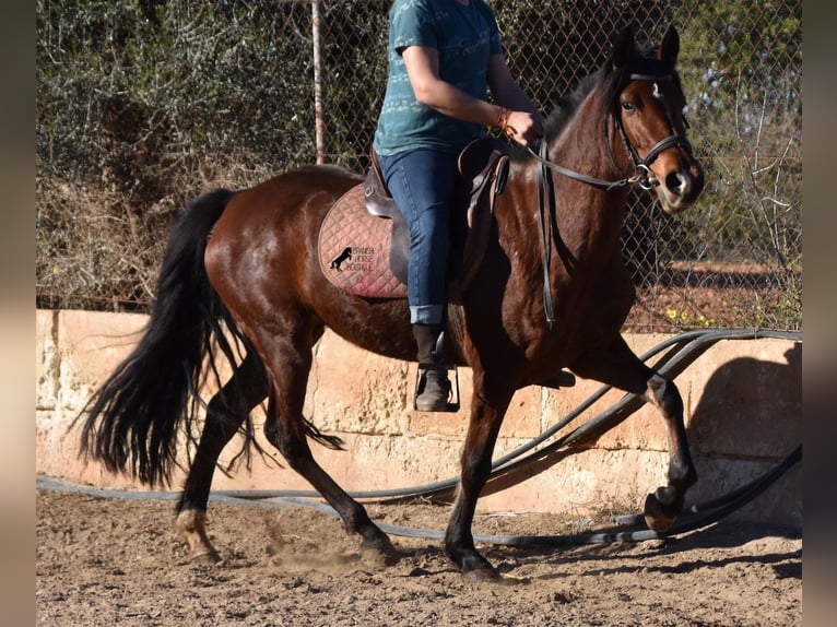 Koń andaluzyjski Klacz 8 lat 151 cm Gniada in Mallorca