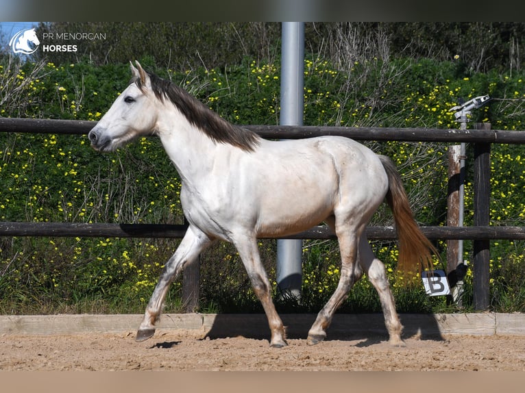 Koń andaluzyjski Klacz 8 lat 153 cm Siwa in Menorca