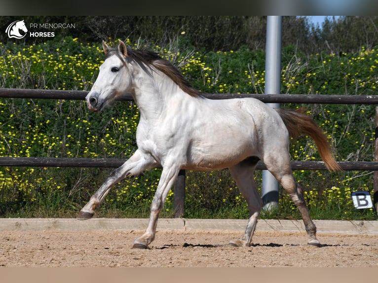 Koń andaluzyjski Klacz 8 lat 153 cm Siwa in Menorca