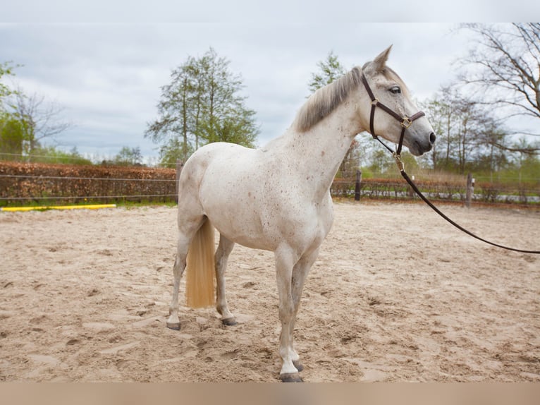 Koń andaluzyjski Klacz 8 lat 155 cm Siwa in Heiden