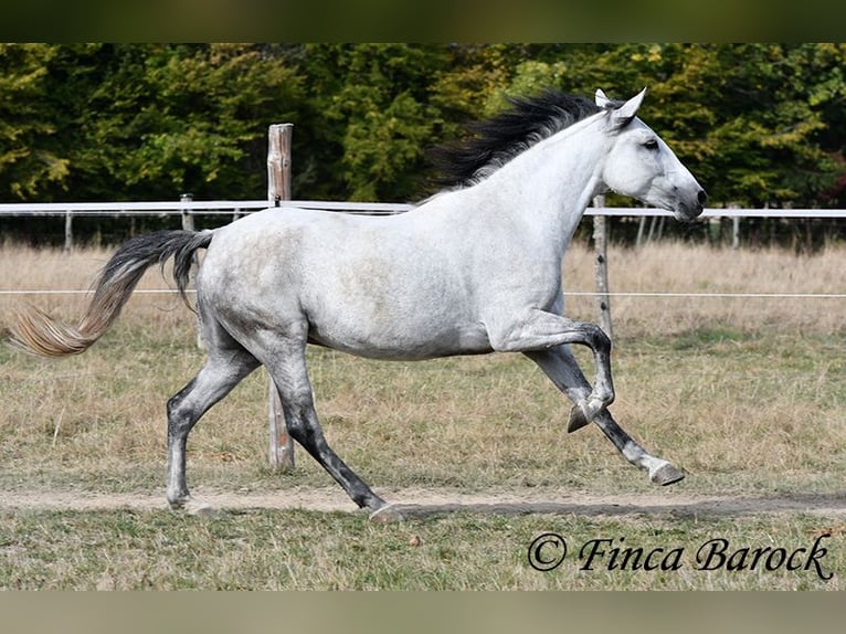 Koń andaluzyjski Klacz 8 lat 156 cm Siwa in Wiebelsheim
