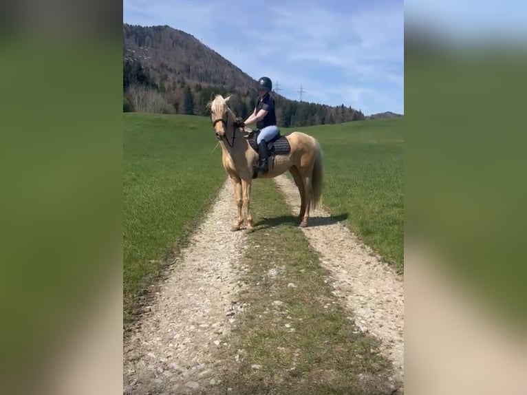 Koń andaluzyjski Klacz 8 lat 157 cm Izabelowata in Koppl