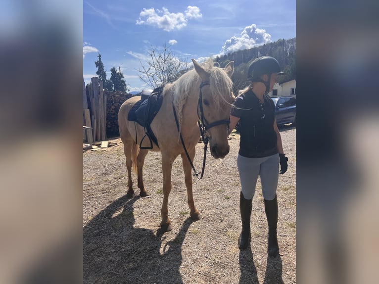 Koń andaluzyjski Klacz 8 lat 157 cm Izabelowata in Koppl