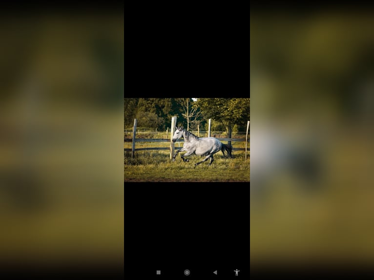 Koń andaluzyjski Mix Klacz 8 lat 158 cm Siwa in Thyrow