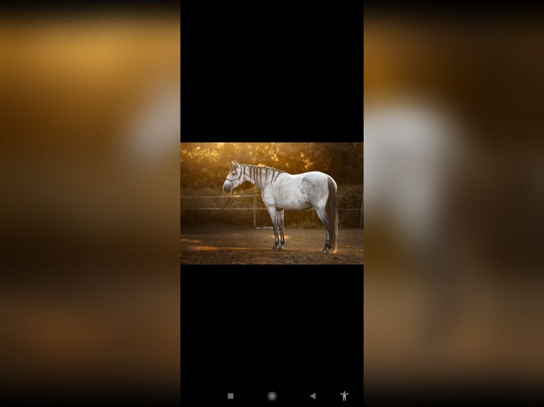Koń andaluzyjski Mix Klacz 8 lat 158 cm Siwa in Thyrow