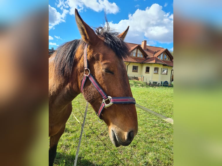 Koń andaluzyjski Mix Klacz 8 lat 160 cm Gniada in Altenbuch